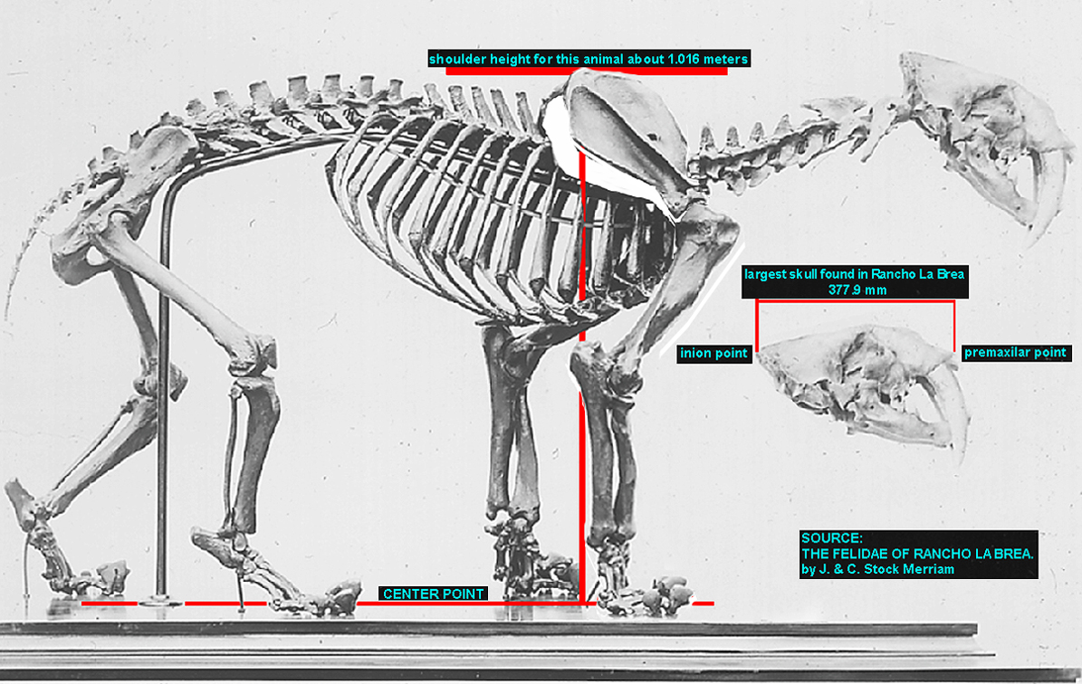 la brea smilodon size