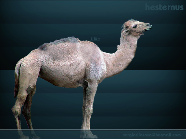 Camelops Hesternus