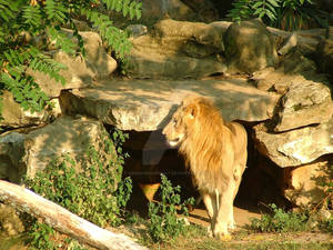 The King of the Jungle