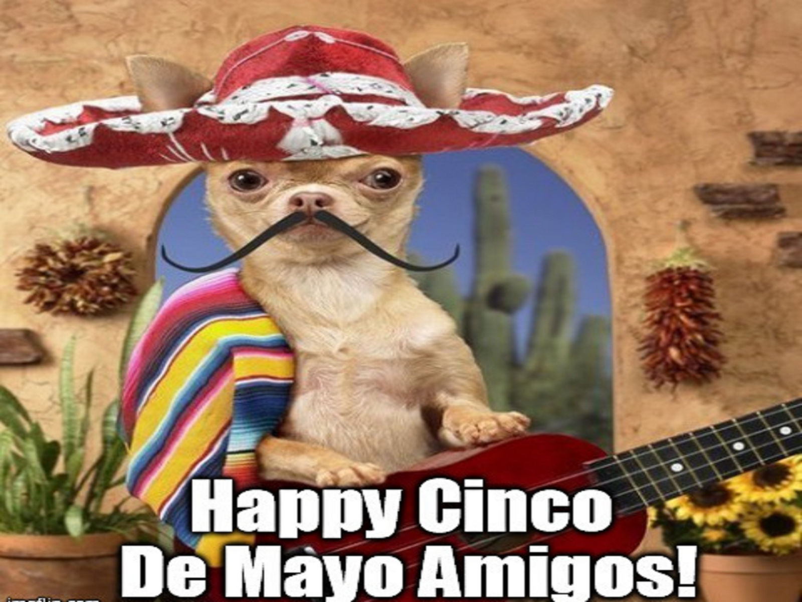 Cinco de Mayo Chihuahua by myjavier007 on DeviantArt