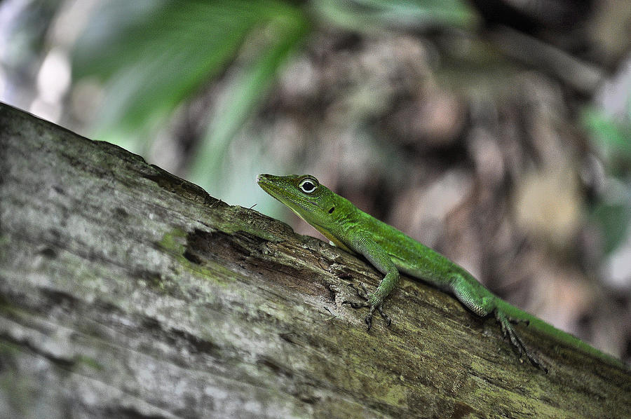 Lizard Friend III. by gianinagianina on DeviantArt
