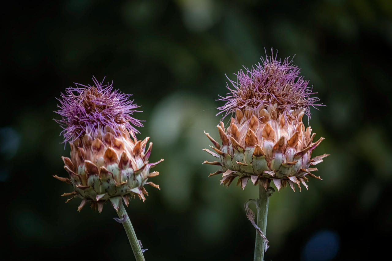 Distel by RobMenting on DeviantArt