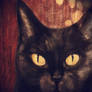 Black cat