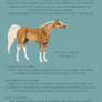Stoltzer Horse Colour Sheet