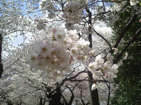 Cherry blossoms