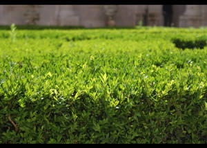 green green grass...