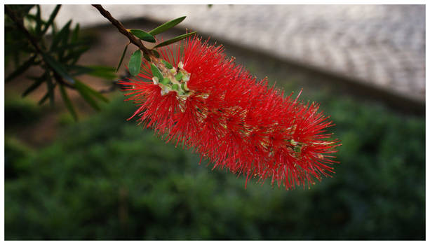 Red flower 2