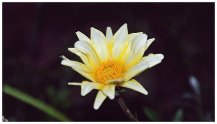 White and Yellow Flower 2