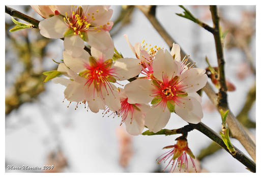 Star flowers