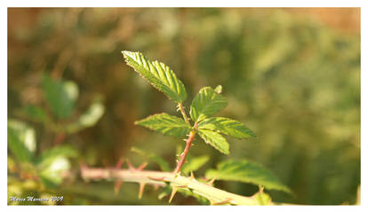 Leaves of the flower