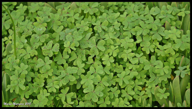 Clovers