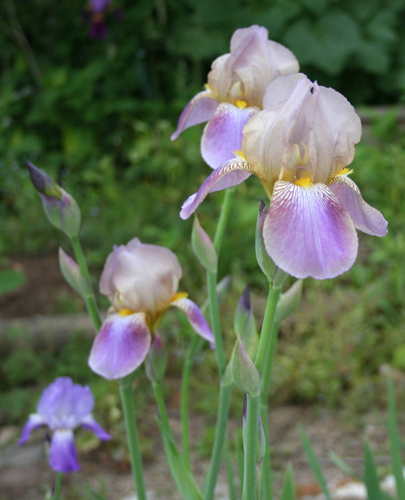 flower 1 by pookie1284 on DeviantArt