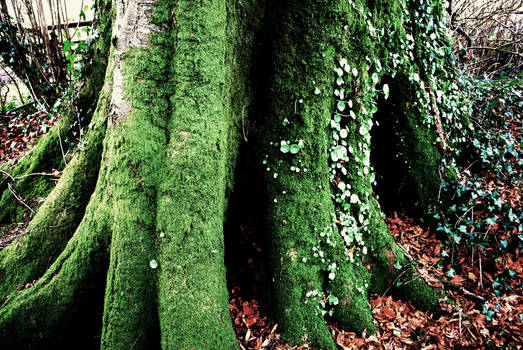 Tree trunk