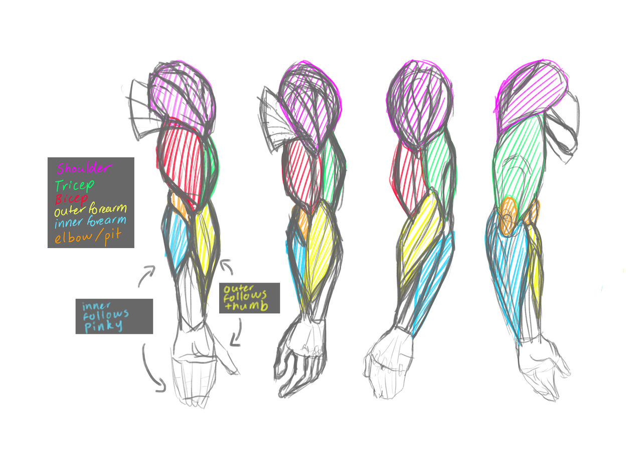 Basic Arm Anatomy by NatasReverse on DeviantArt