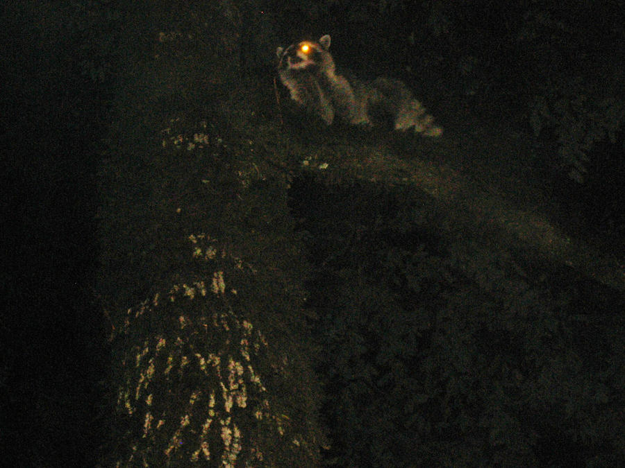 Regal Raccoon by thedeviantherself on DeviantArt