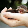 Kitten In Hand