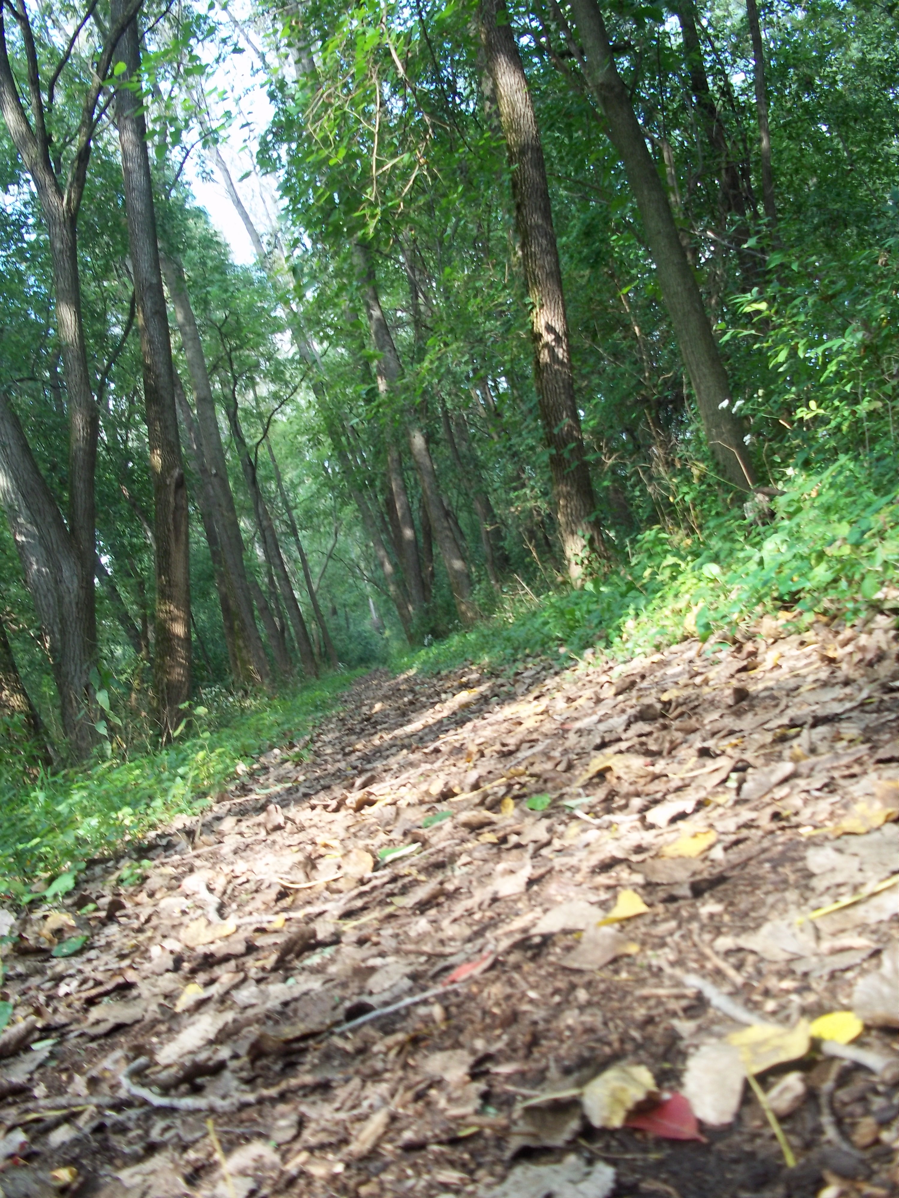 trail6