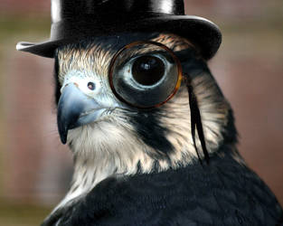 Bird in a Tophat