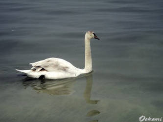 Swan