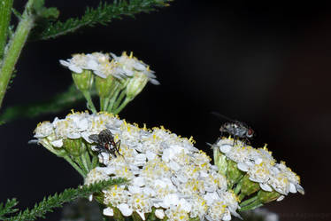 Two Flies on a Flower