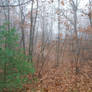 misty woods