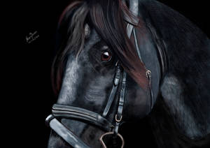 Black Horse