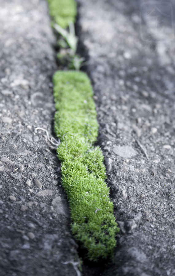 Moss Between Concrete