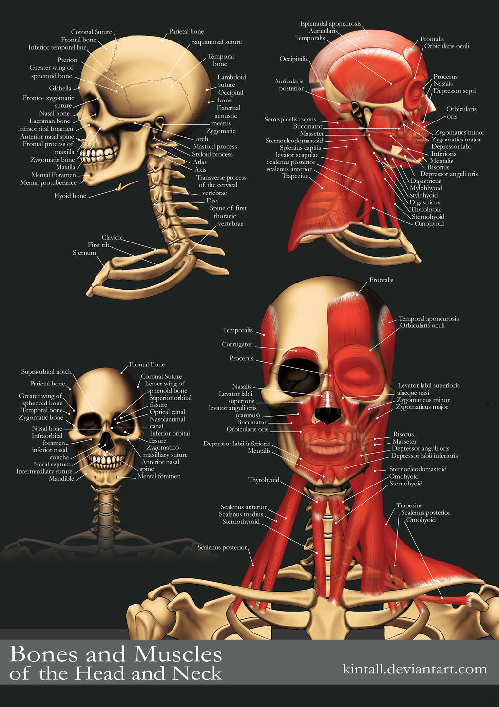 Medical Illustration Head+Neck by Kintall on DeviantArt