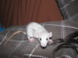 Rat I