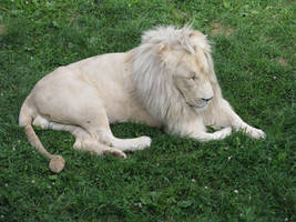 White lion I