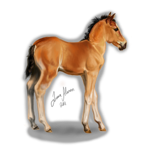 Finnhorse foal