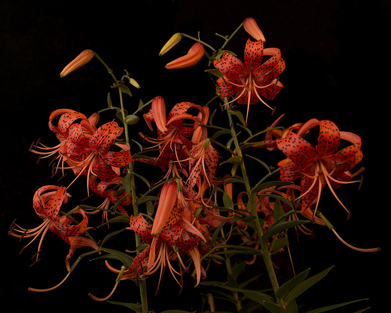 Tiger lilies lit by smartphone