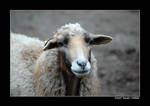 A sheep by grugster