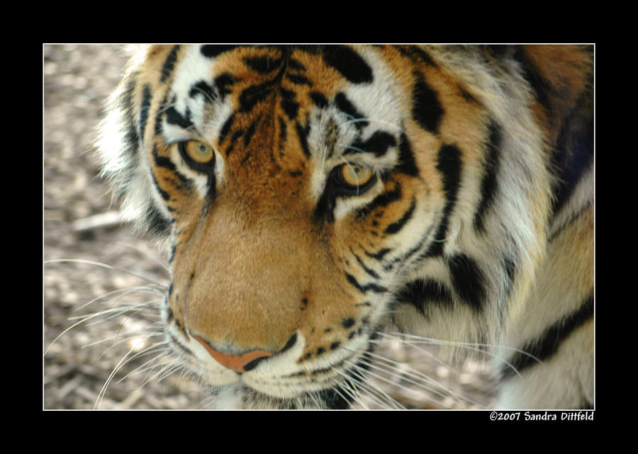 Tiger 2 by grugster on DeviantArt