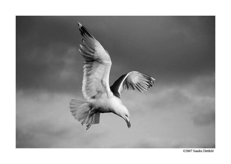 Gull in Black and White