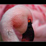 Chile flamingo 2