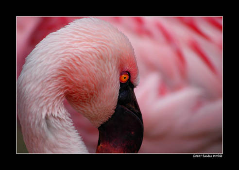 Chile flamingo 2