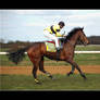 Horse Racing 2008 3