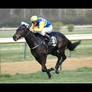 Horse Racing 2008 11