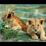 Baby lions 2