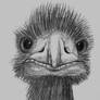 Emu drawing