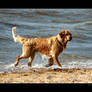 Dog in Water 2