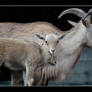 Barbary Sheep