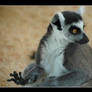 Ring-tailed Lemur