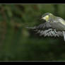 Great tit 2