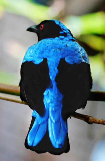 Asian Fairy Bluebird