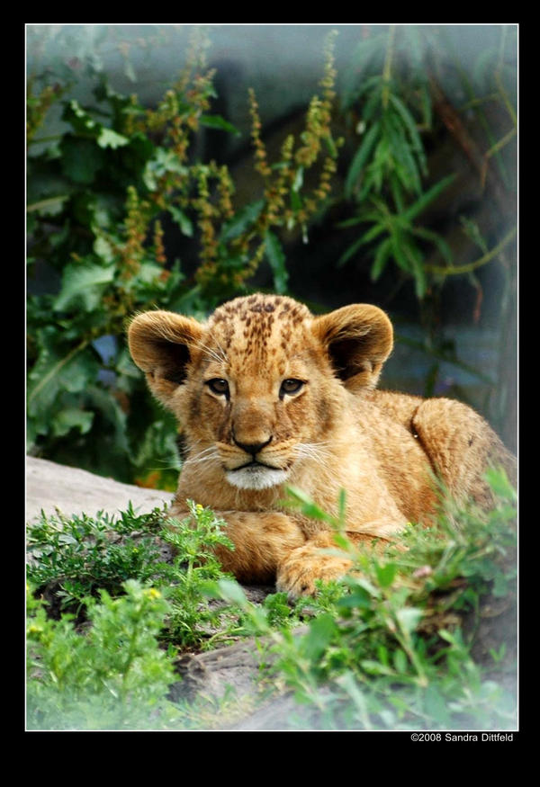 Baby lion