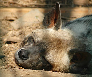 Hyena