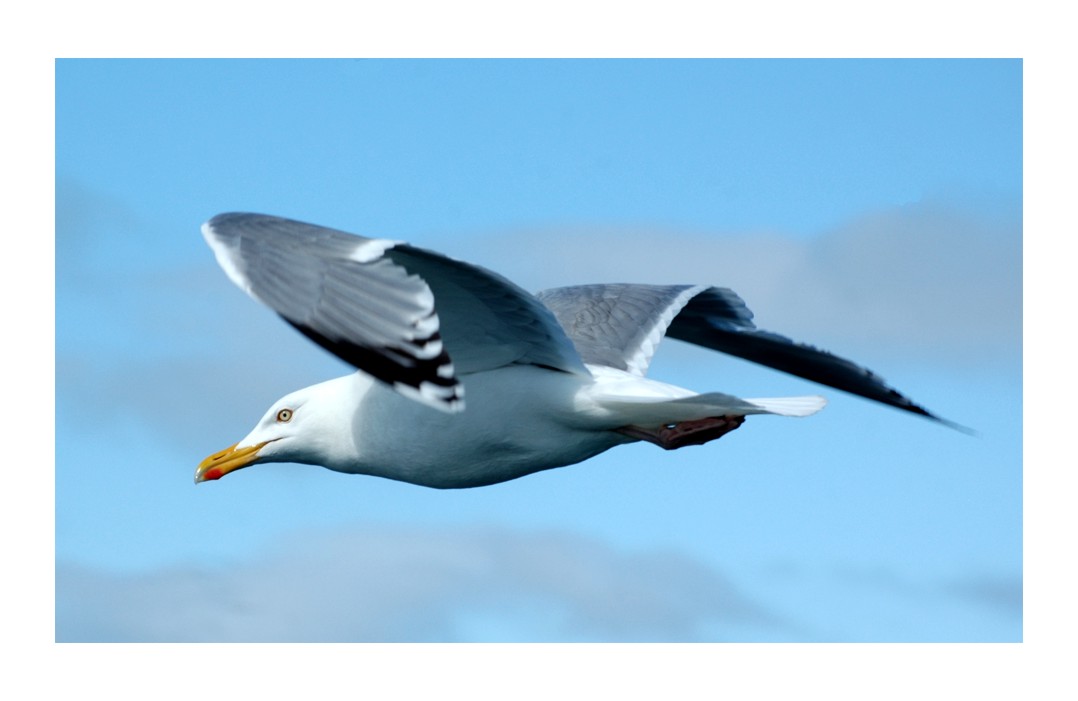 Flying Gull