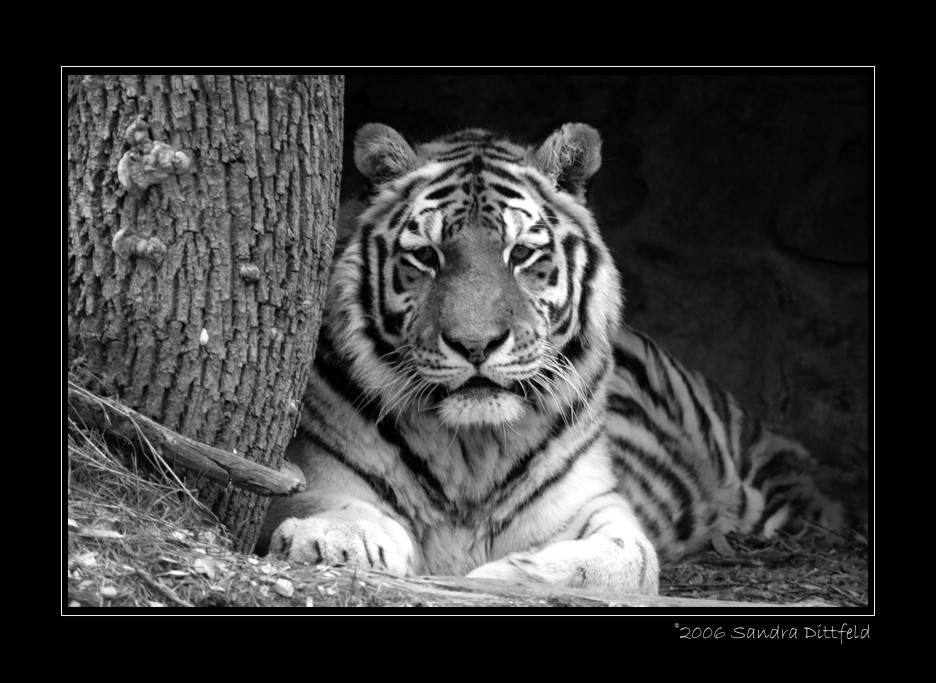 Tiger in Black and White